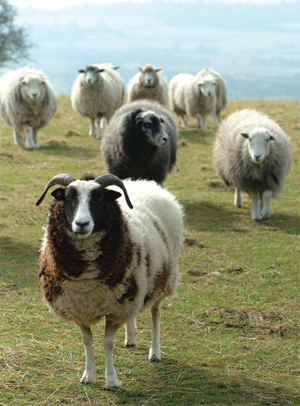 Sheep grazing on chalk grassland near Caterham.