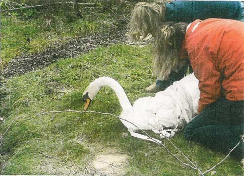 Two experts from Leatherhead Animal Rescue capturing the swan before releasing him into Godstone Pond.