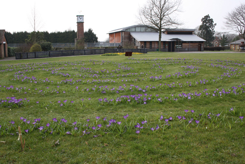 The Crocus Maze in Queen's Park, Caterham.