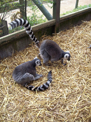 The ring-tailed lemur with one of its companions.