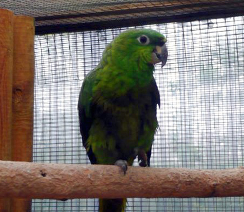 The Amazon parrot, stolen from Beaver Water World earlier this week. 