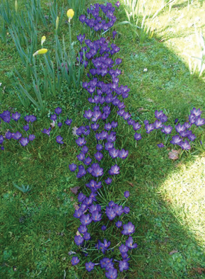 The crocus cross at St. Peter and St. Paul school.